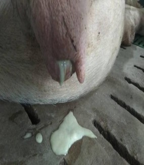 Hình 5 Nhỏ cầu trùng Hình 6 Lợn nái bị viêm tử cung Hình 7 Điều trị lợn 2