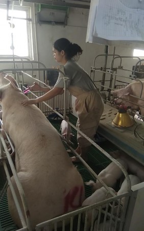 Hình 7 Điều trị lợn nái Hình 8 Thiến lợn con Hình 9 Thuốc sát trùng Hình 10 3