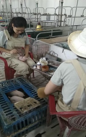 Hình 7 Điều trị lợn nái Hình 8 Thiến lợn con Hình 9 Thuốc sát trùng Hình 10 4