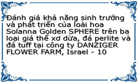 Đánh giá khả năng sinh trưởng và phát triển của loài hoa Solanna Golden SPHERE trên ba loại giá thể xơ dừa, đá perlite và đá tuff tại công ty DANZIGER FLOWER FARM, Israel - 10