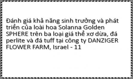 Đánh giá khả năng sinh trưởng và phát triển của loài hoa Solanna Golden SPHERE trên ba loại giá thể xơ dừa, đá perlite và đá tuff tại công ty DANZIGER FLOWER FARM, Israel - 11