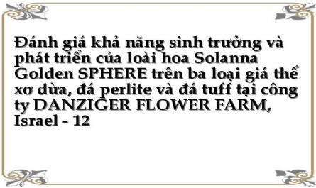 Đánh giá khả năng sinh trưởng và phát triển của loài hoa Solanna Golden SPHERE trên ba loại giá thể xơ dừa, đá perlite và đá tuff tại công ty DANZIGER FLOWER FARM, Israel - 12
