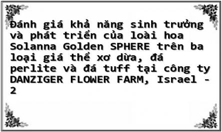 Đánh giá khả năng sinh trưởng và phát triển của loài hoa Solanna Golden SPHERE trên ba loại giá thể xơ dừa, đá perlite và đá tuff tại công ty DANZIGER FLOWER FARM, Israel - 2