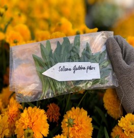 Hình 3 2 a Cắt mầm 3 5 2 Giâm hom i Chuẩn bị khay giâm hom Lấy 3 khay rooting 3