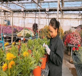 Hình 3 2 a Cắt mầm 3 5 2 Giâm hom i Chuẩn bị khay giâm hom Lấy 3 khay rooting 4