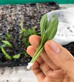 Hình 3 2 b Giâm hom 3 5 3 Trồng chậu i Chuẩn bị chậu 27 chậu trong đó 9 5