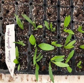 Hình 3 2 b Giâm hom 3 5 3 Trồng chậu i Chuẩn bị chậu 27 chậu trong đó 9 6