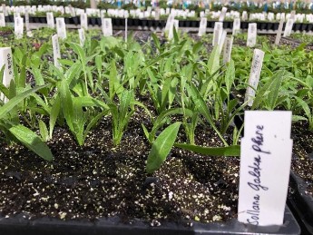 Hình 3 2 b Giâm hom 3 5 3 Trồng chậu i Chuẩn bị chậu 27 chậu trong đó 9 7