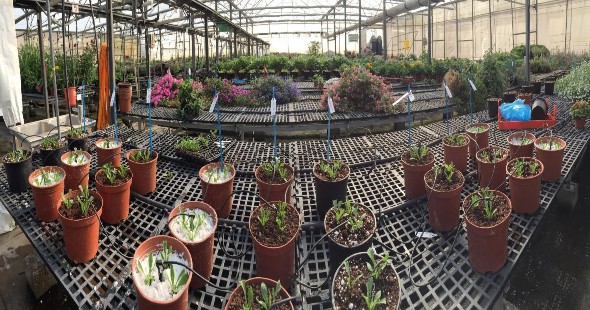 Hình 3 2 c Trồng chậu 3 6 Bảo quản dinh dưỡng và chăm sóc giai đoạn cắt 8