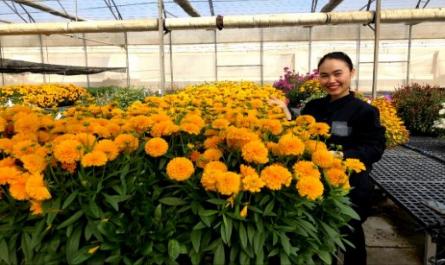 Giá Thể Tốt Nhất Cho Năng Suất Và Chất Lượng Của Loài Hoa Solanna Golden Sphere