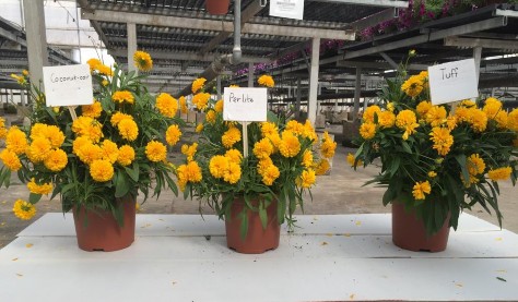 Loài hoa Solanna Golden SPHERE được trồng trên ba loại giá thể Đo chiều cao và 2