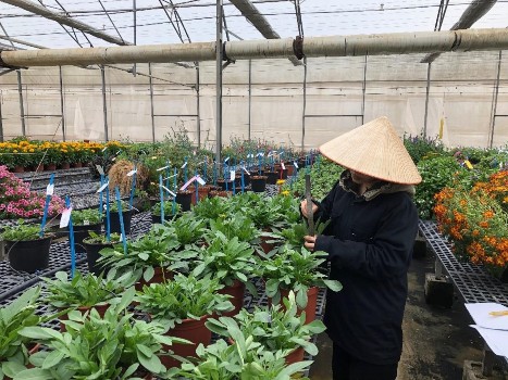 Đo chiều cao và đếm số lá định kì cho cây hoa Đếm số nụ số hoa định kì 3