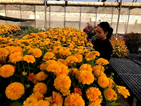 Đếm số nụ số hoa định kì cho cây hoa Xác định độ bền hoa tự nhiên Xác 4