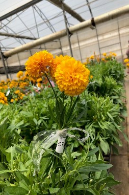 Xác định độ bền hoa tự nhiên Xác định độ bền hoa cắt Xác định lượng 5