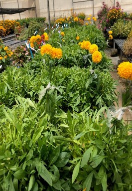 Xác định độ bền hoa tự nhiên Xác định độ bền hoa cắt Xác định lượng 6