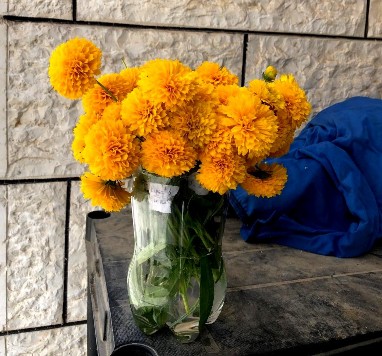 Xác định độ bền hoa cắt Xác định lượng nước tưới 7