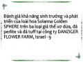 Đánh giá khả năng sinh trưởng và phát triển của loài hoa Solanna Golden SPHERE trên ba loại giá thể xơ dừa, đá perlite và đá tuff tại công ty DANZIGER FLOWER FARM, Israel - 9