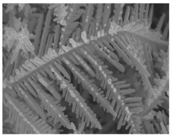 Hình 1 11 Hình ảnh SEM của CFC AuNDs được chuẩn bị bằng phương pháp dòng 3