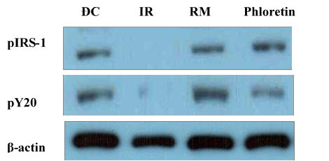 Hình 3 24 Ảnh hưởng của phloretin lên mức độ biểu hiện của hai protein IRS1 6