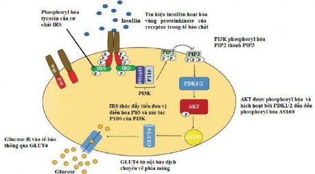 Hình 1 1 Con đường truyền tin nội bào của insulin 143 Insulin được tiết từ 1