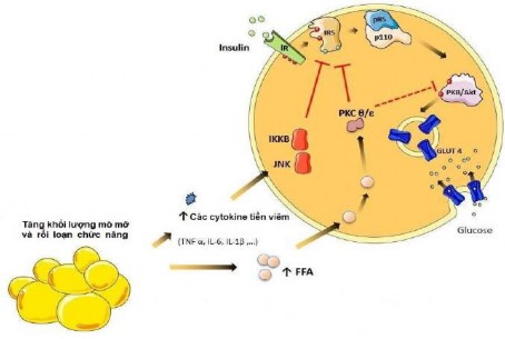 Hình 1 2 Cơ chế phân tử của tính kháng insulin 60 1 1 2 3 Hiện tượng bù và 2