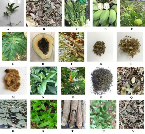 Hình 2 1 Các loại thực vật 20 loài được thu nhận tại miền Trung Việt Nam 1