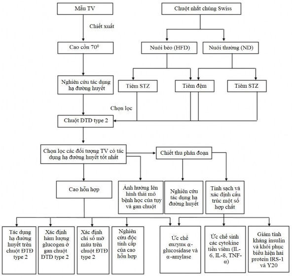 Hình 2 2 Sơ đồ tóm tắt nghiên cứu 2 3 1 Phương pháp chiết xuất 2 3 1 1 Xử 2