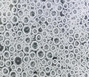 20 phút Hình 3 15 Sự thay đổi hình thái bong bóng bọt theo thời gian Hình thái 16