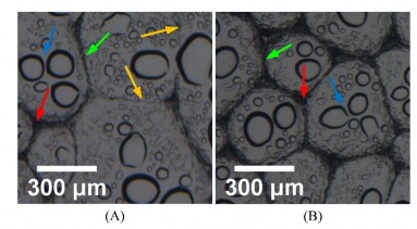 Hình 3 16 Cấu trúc bong bóng còn lại sau 2 giờ 105 Mũi tên màu đỏ cho biết 20