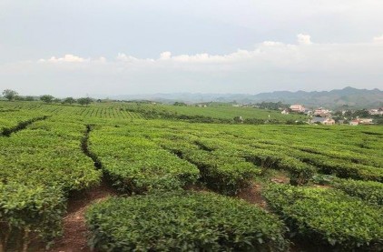 Hình 2 2 Thu hái mẫu chè tại huyện Mộc Châu Tại huyện Mộc Châu chúng tôi thu 6