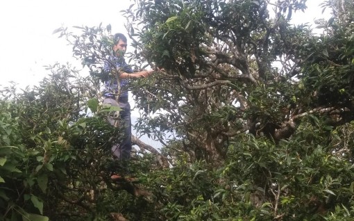 Hình 2 4 Thu hái chè cổ thụ tại xã Tà Xùa huyện Bắc Yên Ở độ cao trên 8