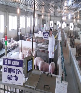 Phân lô ở thí nghiệm lợn thịt Cho lợn thịt ăn thức ăn thí nghiệm Máy tính 2