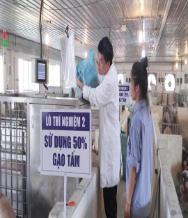 Phân lô ở thí nghiệm lợn thịt Cho lợn thịt ăn thức ăn thí nghiệm Máy tính 3