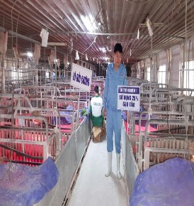 Phân lô ở thí nghiệm lợn nái nuôi con Cân lợn nái bằng cân điện tử MỘT 8