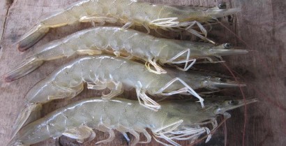 Tôm thẻ chân trắng vỏ mỏng thân có màu trắng đục nên có tên gọi là tôm 1