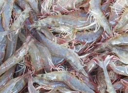 k l a Ao nuôi thực nghiệm b Hệ thống quạt nước c Quạt nước d Moter cấp 10