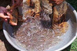 g h k l a Ao nuôi thực nghiệm b Hệ thống quạt nước c Quạt nước d Moter cấp 8