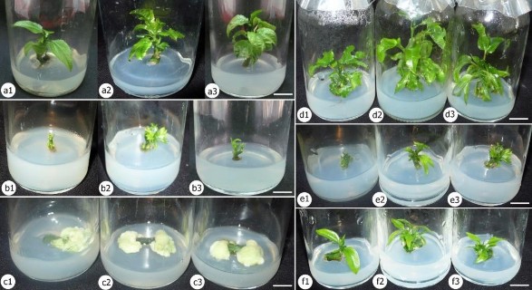Hình 3 2 Các nguồn mẫu giống chanh dây tím vàng khử trùng bằng NaOCl AgNPs và 2