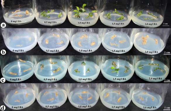 Hình 3 3 Ảnh hưởng của BA riêng lẻ lên khả năng tái sinh chồi từ tTCL L và 3