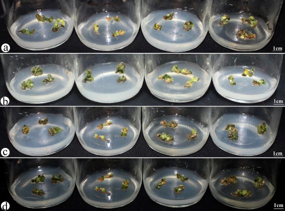 Hình 3 4 Ảnh hưởng của BA kết hợp NAA lên khả năng tái sinh chồi từ tTCL L 4