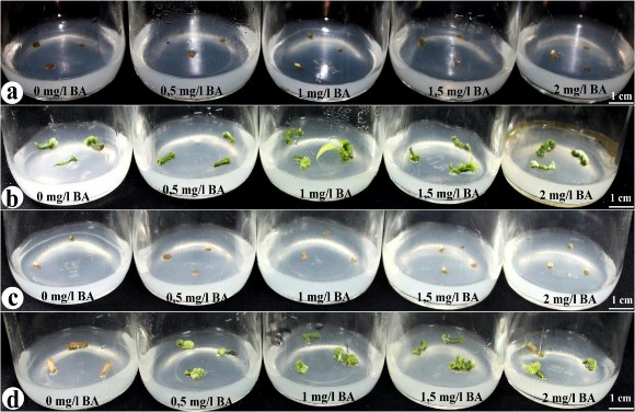 Hình 3 5 Ảnh hưởng của BA riêng lẻ lên khả năng tái sinh chồi từ tTCL T lTCL 1