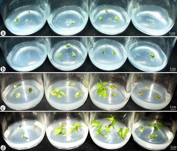 Hình 3 6 Ảnh hưởng của BA kết hợp NAA lên khả năng tái sinh chồi từ tTCL T 2