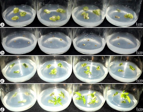 Hình 3 7 Ảnh hưởng của BA kết hợp NAA lên khả năng tái sinh chồi từ tTCL T 3