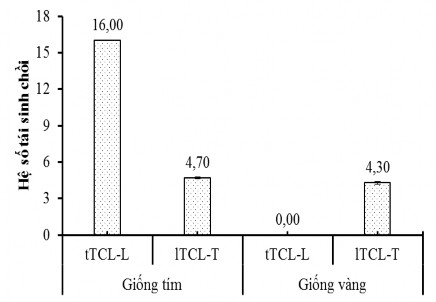 Hình 3 8 Biểu đồ hệ số tái sinh chồi từ tTCL L lTCL T giống chanh dây tím và 4