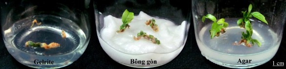 Hình 3 11 Ảnh hưởng của giá thể lên khả năng tái sinh chồi từ tTCL L giống 1