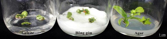 Hình 3 12 Ảnh hưởng của giá thể lên khả năng tái sinh chồi từ lTCL T giống 2