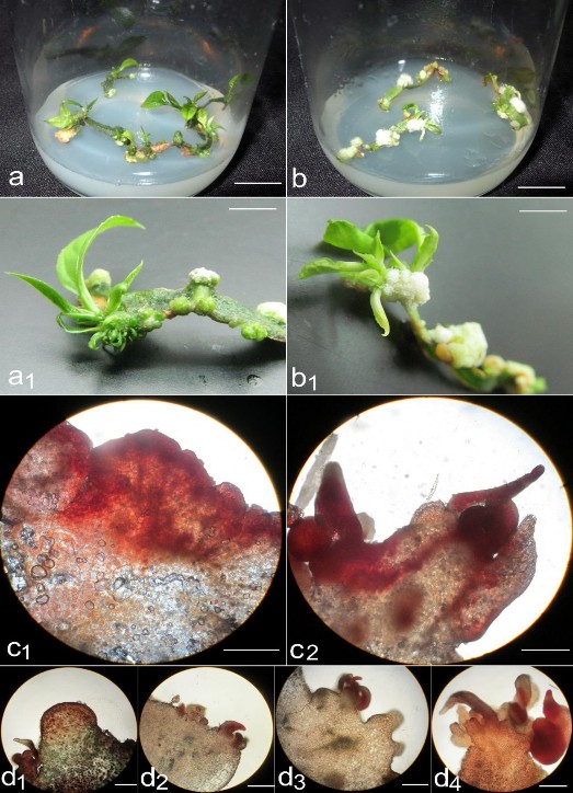 Hình 3 13 Ảnh hưởng của điều kiện chiếu sáng lên khả năng tái sinh chồi 3