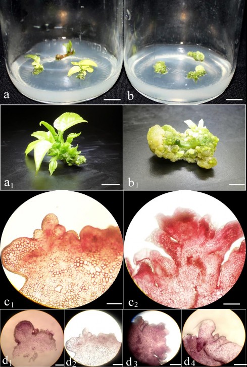 Hình 3 14 Ảnh hưởng của điều kiện chiếu sáng lên khả năng tái sinh chồi 4