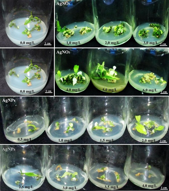 Hình 3 15 Ảnh hưởng của AgNO 3 AgNPs lên khả năng tái sinh chồi từ tTCL L 1