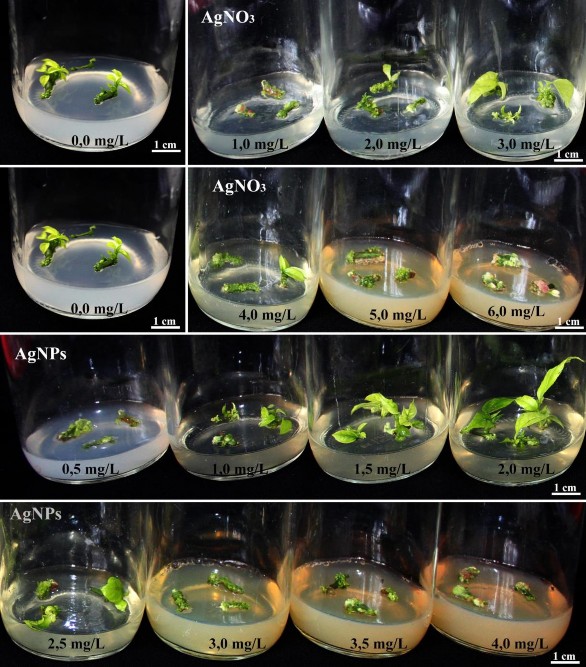 Hình 3 16 Ảnh hưởng của AgNO 3 AgNPs lên khả năng tái sinh chồi từ lTCL T 2